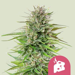BLUE CHEESE FEM X10 ROYAL QUEEN SEEDS-1