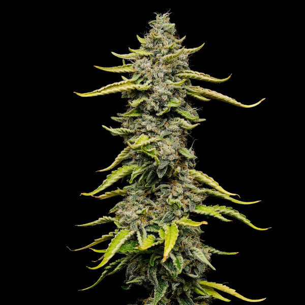 BLUE CHEESE FEM X1 ROYAL QUEEN SEEDS-4