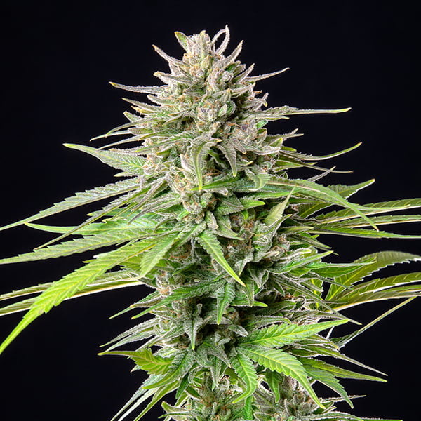 BLUE CHEESE FEM X10 ROYAL QUEEN SEEDS-4