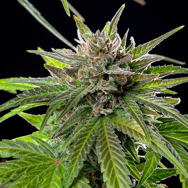 BLUE CHEESE FEM X1 ROYAL QUEEN SEEDS-5
