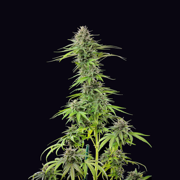 BLUE CHEESE FEM X10 ROYAL QUEEN SEEDS-3