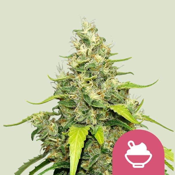 BLUE GELATO FEM X10 ROYAL QUEEN SEEDS