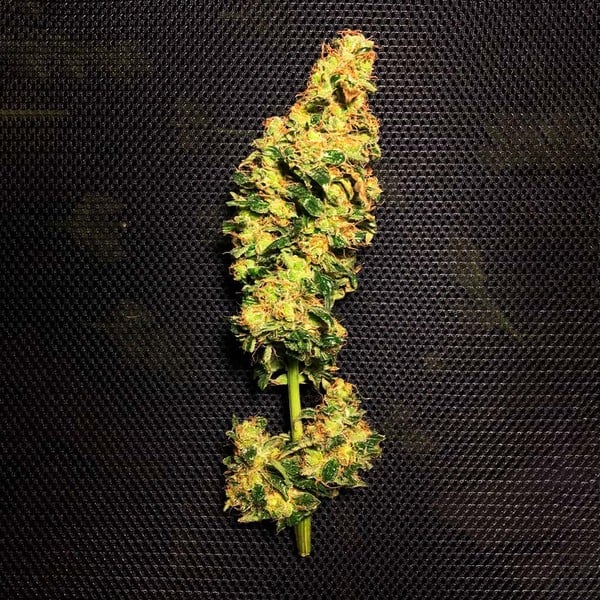 BLUE MYSTIC FEM X10 ROYAL QUEEN SEEDS-6