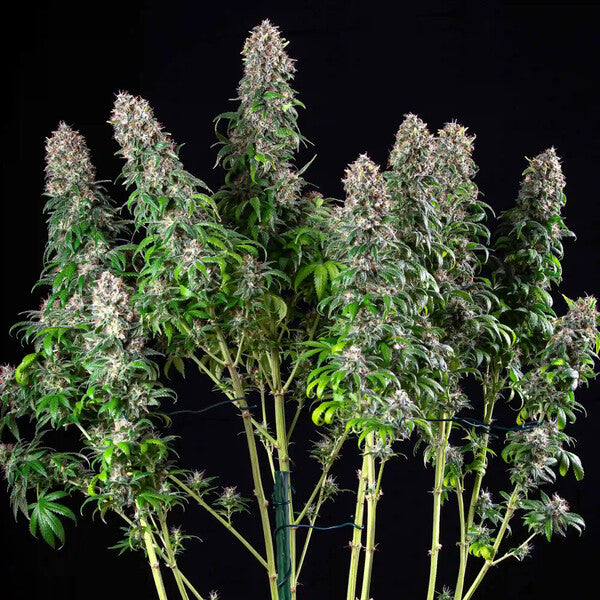 BLUE MYSTIC FEM X3 ROYAL QUEEN SEEDS-2