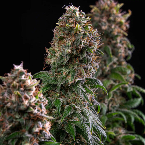 BLUE MYSTIC FEM X1 ROYAL QUEEN SEEDS