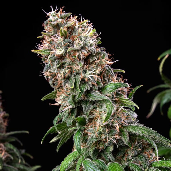 BLUE MYSTIC FEM X1 ROYAL QUEEN SEEDS-4