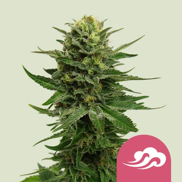 BLUE MYSTIC FEM X1 ROYAL QUEEN SEEDS-1