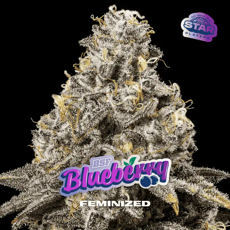 BLUEBERRY FEM X100 BSF SEEDS-2