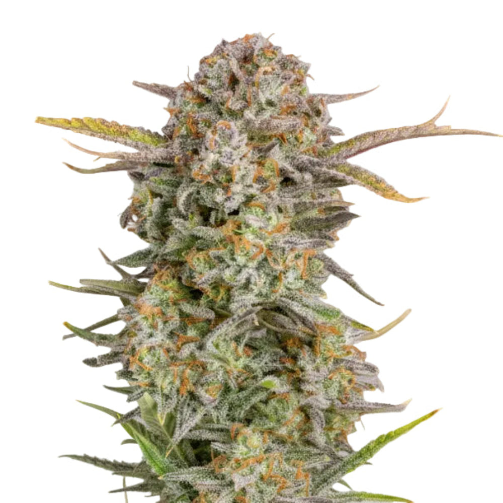 BRUCE BANNER AUTO-3