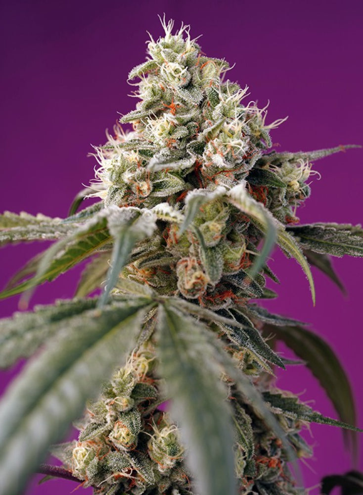 BRUCE BANNER AUTO X3+1 - SWEET SEEDS