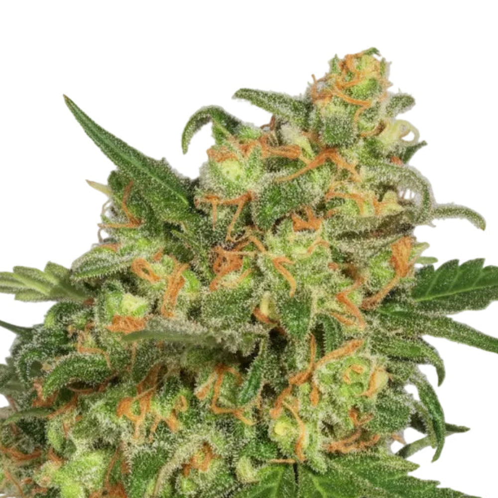 BRUCE BANNER GRANELSEEDS