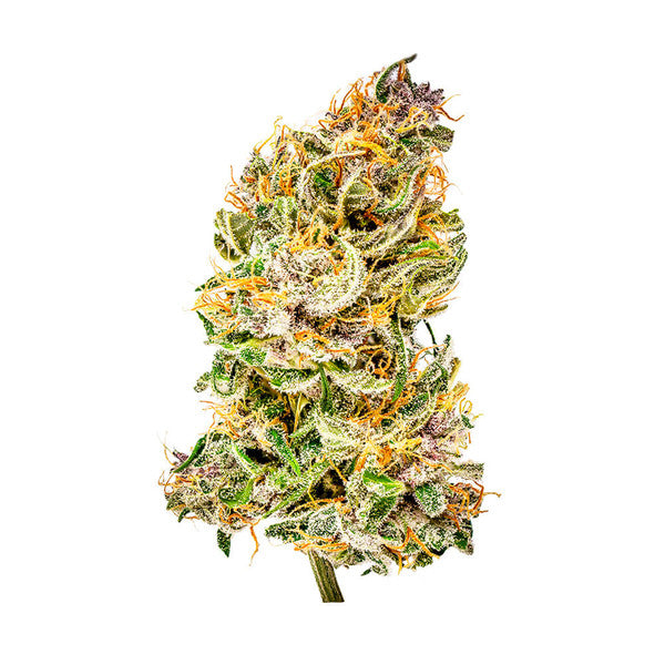 BUBBLE KUSH AUTO X10 ROYAL QUEEN SEEDS-4