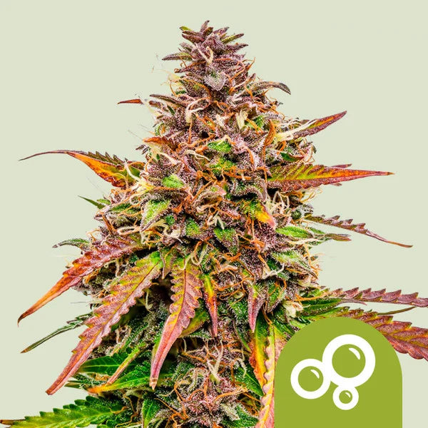BUBBLE KUSH AUTO X10 ROYAL QUEEN SEEDS-1