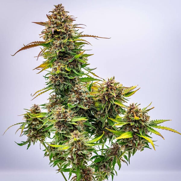 BUBBLE KUSH AUTO X10 ROYAL QUEEN SEEDS-3