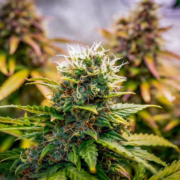 BUBBLE KUSH AUTO X10 ROYAL QUEEN SEEDS-7