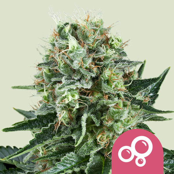 BUBBLE KUSH FEM X10 ROYAL QUEEN SEEDS-1