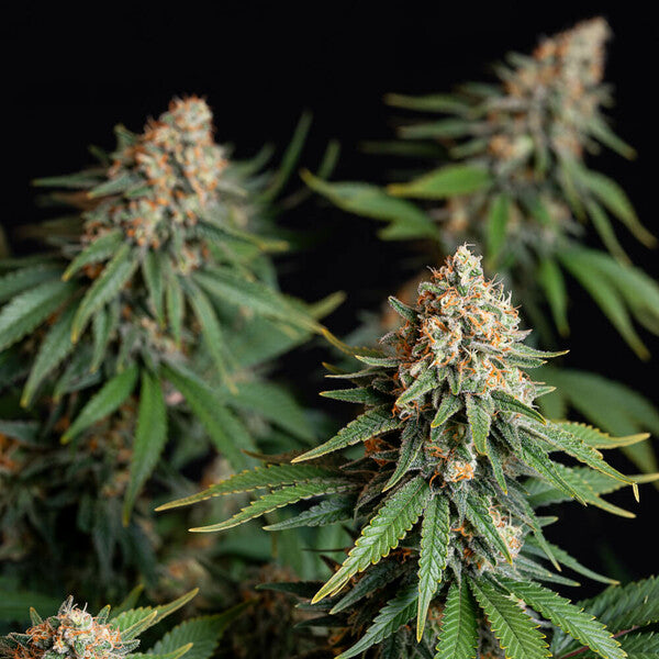 BUBBLE KUSH FEM X10 ROYAL QUEEN SEEDS-6