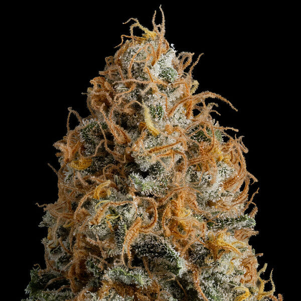 BUBBLE KUSH FEM X10 ROYAL QUEEN SEEDS-4