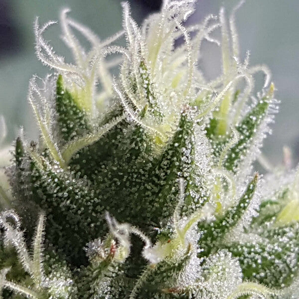 BUBBLE KUSH FEM X10 ROYAL QUEEN SEEDS-7