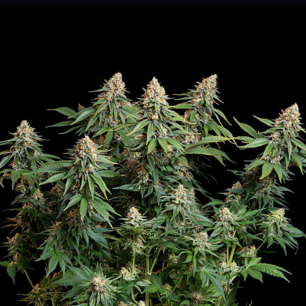 BUBBLE KUSH FEM X10 ROYAL QUEEN SEEDS-3