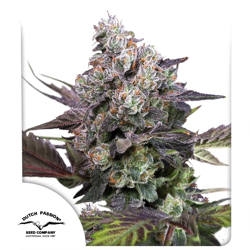 CANDY BUBATZ XL FEM X3 - DUTCH PASSION-1