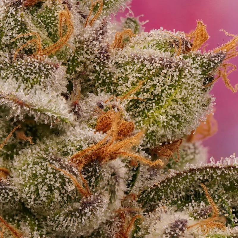 CANDY BUBATZ XL FEM X3 - DUTCH PASSION-2