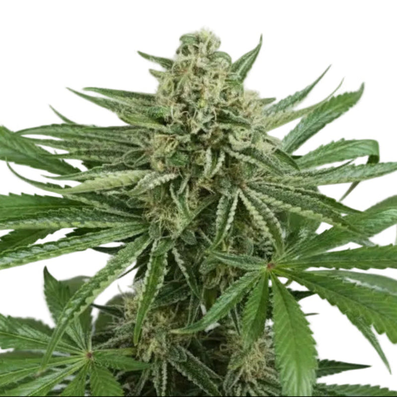 CBD TONIC FEM - GRANELSEEDS-1