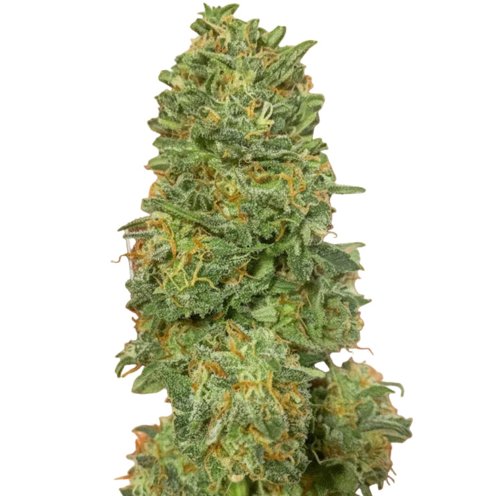 CBD TONIC GRANELSEEDS