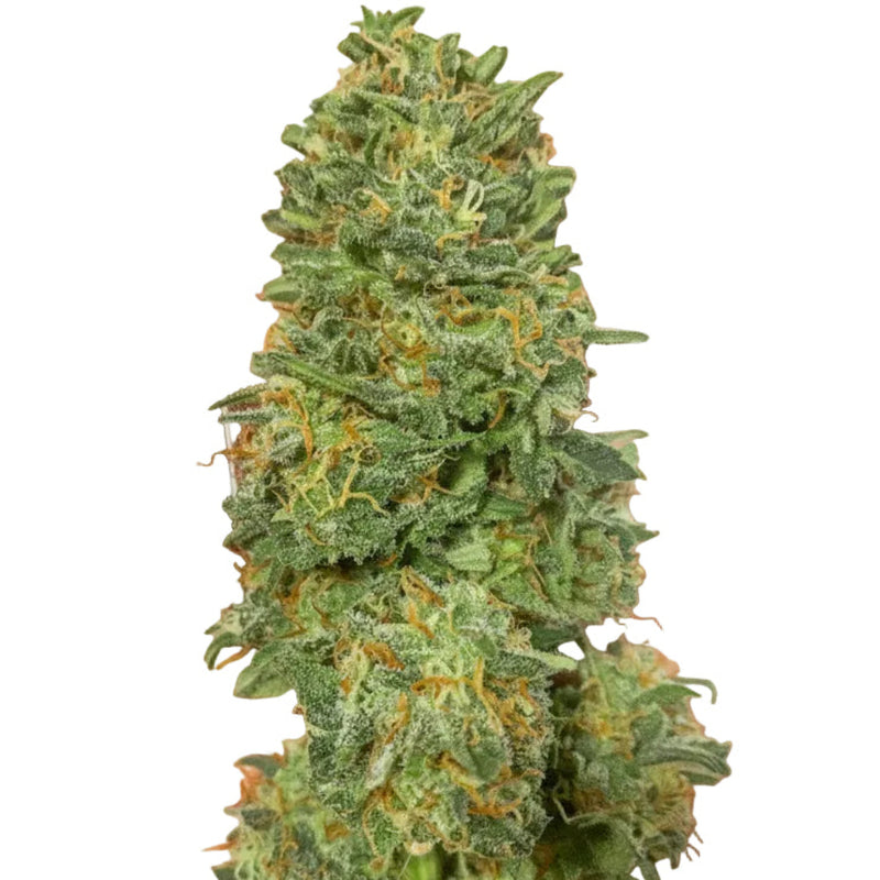 CBD TONIC FEM - GRANELSEEDS-2