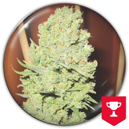 CHANNEL+ 3+2 FEMINIZADA MEDICAL SEEDS