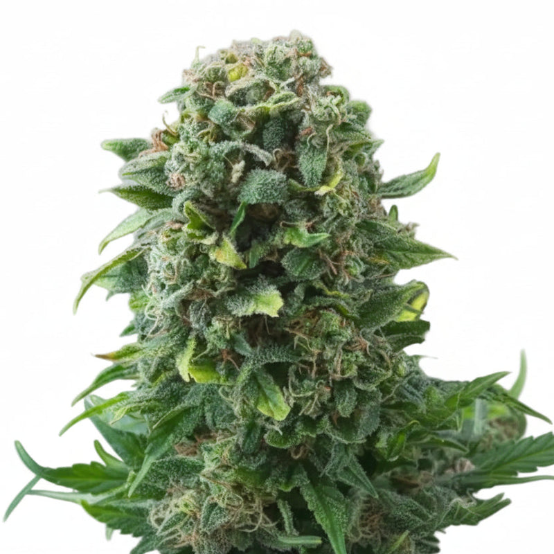 CHEESE AUTO - GRANELSEEDS-3