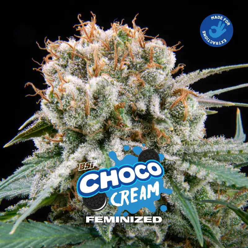 CHOCO CREAM FEM x12 BSF SEEDS