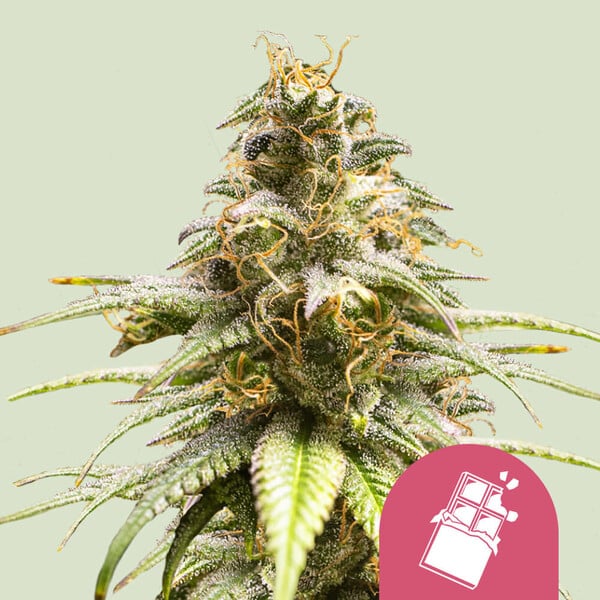 CHOCOLATE HAZE FEM X3 ROYAL QUEEN SEEDS-1