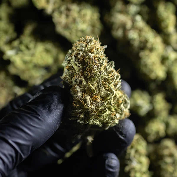 CHOCOLATE HAZE FEM X3 ROYAL QUEEN SEEDS-6