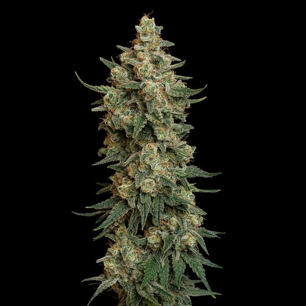 CHOCOLATE HAZE FEM X3 ROYAL QUEEN SEEDS-4