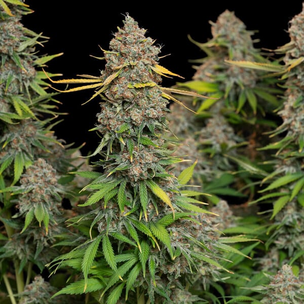 CHOCOLATE HAZE FEM X3 ROYAL QUEEN SEEDS-3