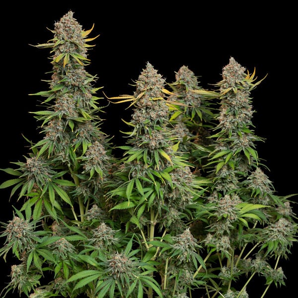 CHOCOLATE HAZE FEM X3 ROYAL QUEEN SEEDS