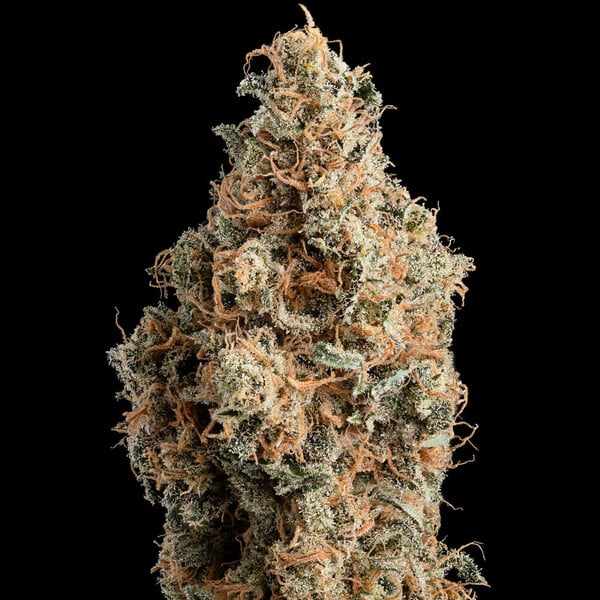 CHOCOLATE HAZE FEM X3 ROYAL QUEEN SEEDS-5