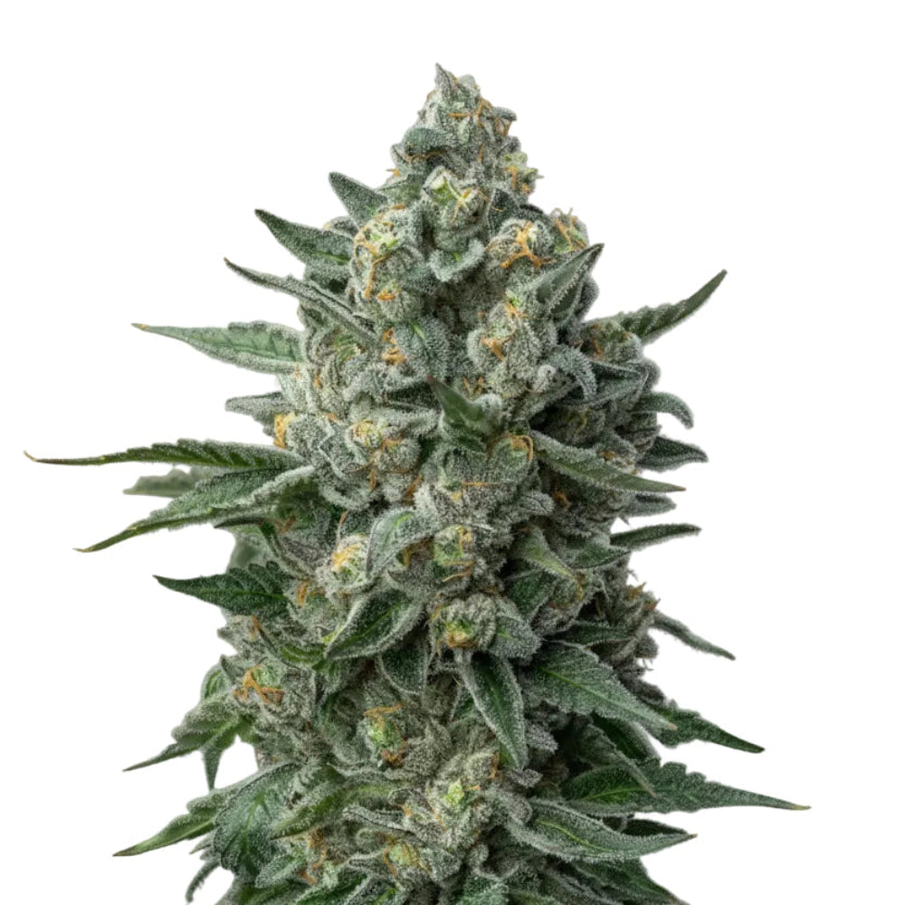 Og Kush Fast GRANELSEEDS-1