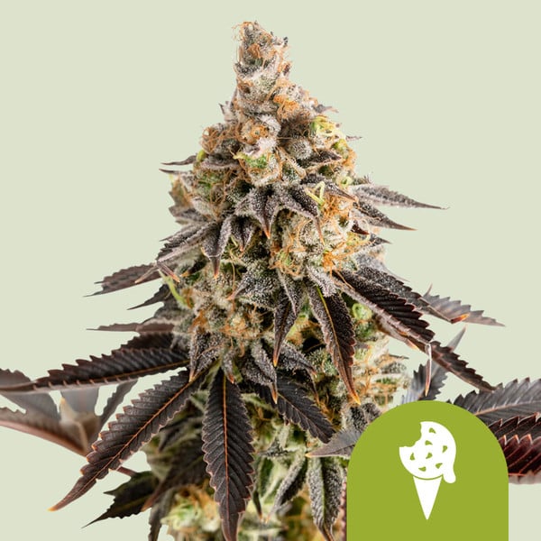 COOKIES GELATO AUTO X10 ROYAL QUEEN SEEDS