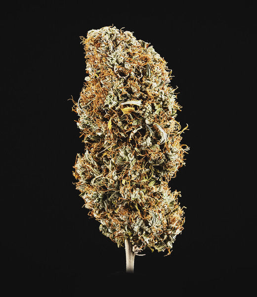COOKIES GELATO AUTO X10 ROYAL QUEEN SEEDS-3