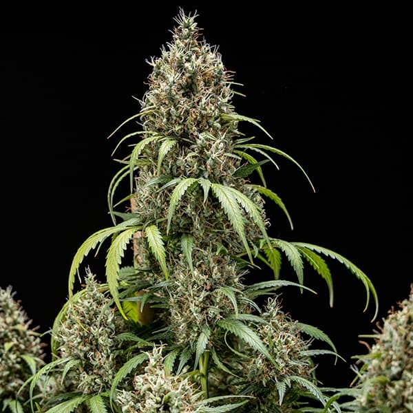 COOKIES GELATO AUTO X10 ROYAL QUEEN SEEDS-5