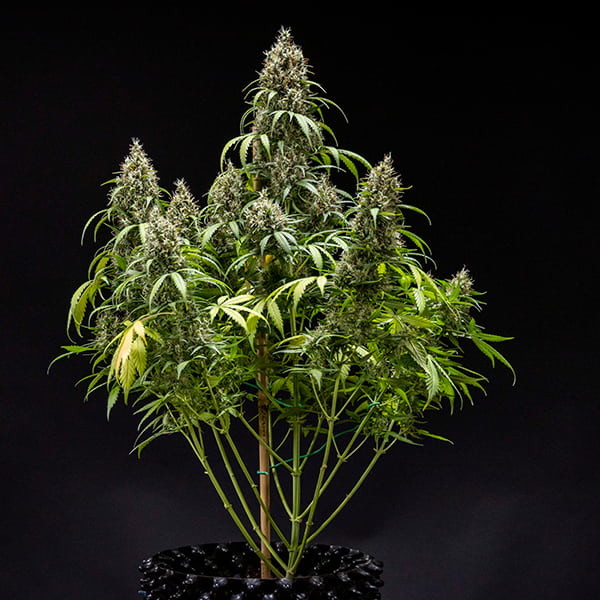 COOKIES GELATO AUTO X10 ROYAL QUEEN SEEDS-4