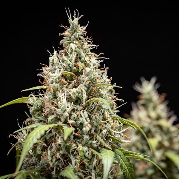 COOKIES GELATO AUTO X10 ROYAL QUEEN SEEDS-6