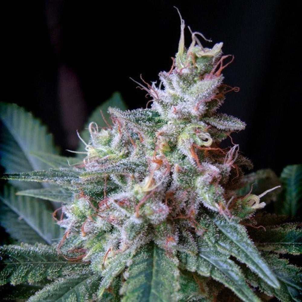 CREAM CARAMEL F1 X3+1 - SWEET SEEDS