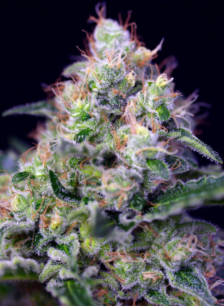 CREAM CARAMEL FEM X25 - SWEET SEEDS