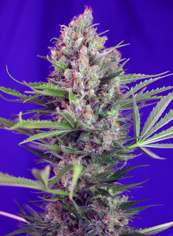 CREAM MANDARINE F1 X100 - SWEET SEEDS-1