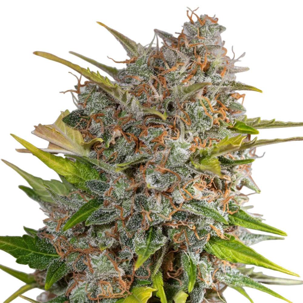 MANDARINE X PANDA AUTO