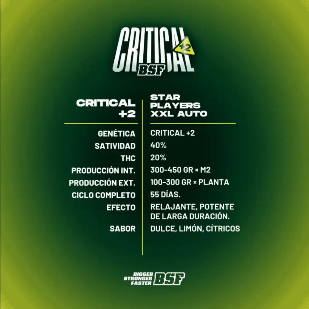 CRITICAL+2 XXL AUTO X100 - BSF SEEDS-3