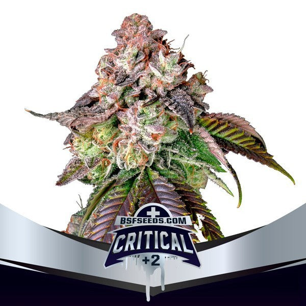 CRITICAL +2 FEM X100 BSF SEEDS-1